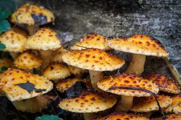 Armillaria Ostoyae Holzzerstörender Pilz Auf Baumstamm Mit Abgefallenen Blättern — Stockfoto