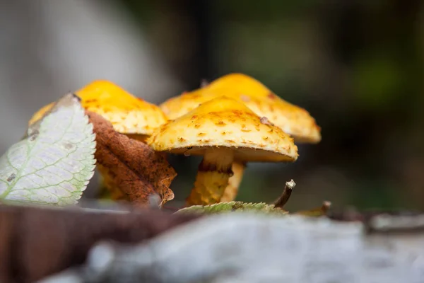 Armillaria Ostoyae Grzyb Rozkładający Się Pniu Drzewa Opadłymi Liśćmi — Zdjęcie stockowe