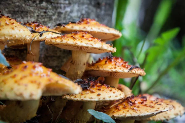 Armillaria Ostoyae Kayu Membusuk Jamur Batang Pohon Dengan Daun Jatuh — Stok Foto