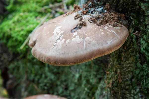 Pictoporus Betulinus Garden — Stock Photo, Image