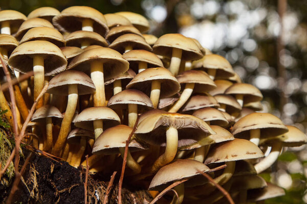 colony of mushrooms, fruiting bodies on a stump in the forest
