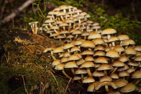 Colonia Funghi Corpi Fruttiferi Ceppo Nella Foresta — Foto Stock