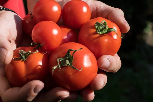 Tomaten Aus Einem Gewächshaus Geerntet Von Einem Gärtner — Stockfoto