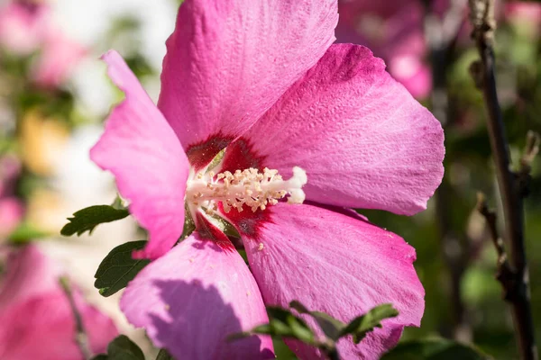 Detal Kwiatu Hibiskusa Hibiskus — Zdjęcie stockowe