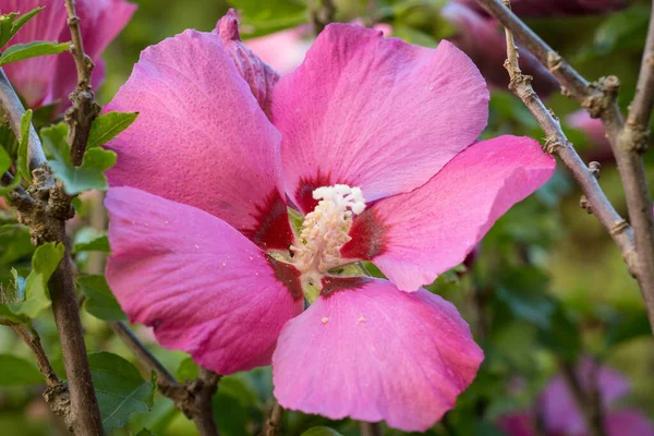 Dettaglio Del Fiore Ibisco Hibiscus — Foto Stock