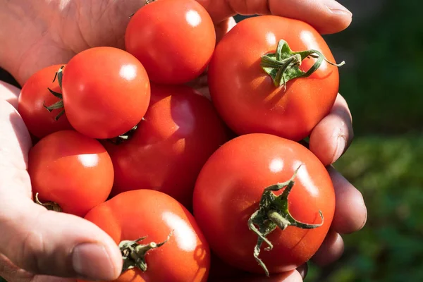 Tomates Cultivées Dans Une Serre Récoltée Par Jardinier — Photo