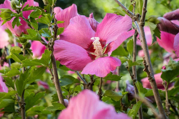 Dettaglio Del Fiore Ibisco Hibiscus — Foto Stock