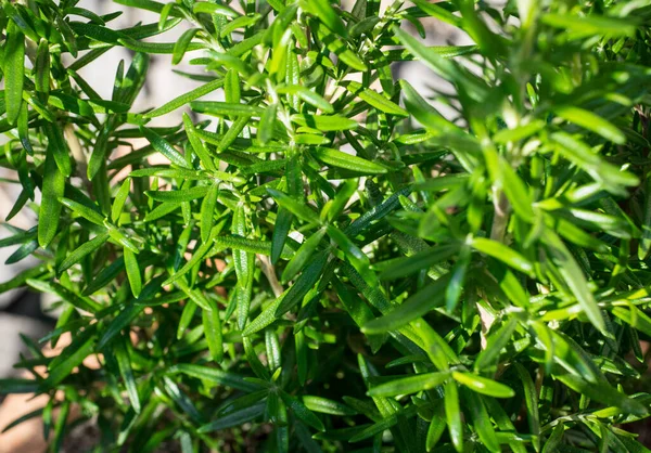 Rosmarinus Officinalis Dans Jardin — Photo