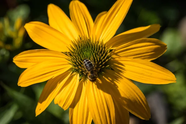 Echinacea Purpurea Fiore Dettaglio Giardino Con Ape — Foto Stock