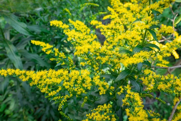 Solidago Canadensis Giardino — Foto Stock