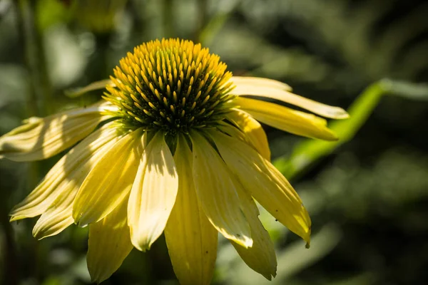 庭のエキナセア純尿素花の詳細 — ストック写真