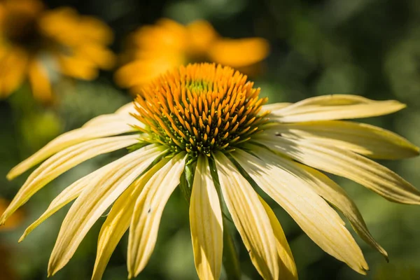 Echinacea Purpurea Kwiat Szczegółowo Ogrodzie — Zdjęcie stockowe