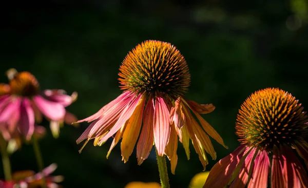 Echinacea Purpurea Detalhe Flor Jardim — Fotografia de Stock