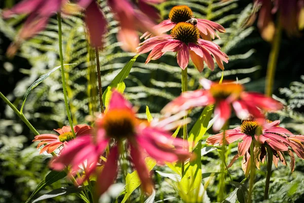 Bahçede Bir Arı Ile Birlikte Ekinezya Purpurea Çiçeği Detayı — Stok fotoğraf