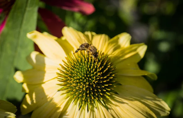 Echinacea Purpurea Blütendetail Garten Mit Einer Biene — Stockfoto