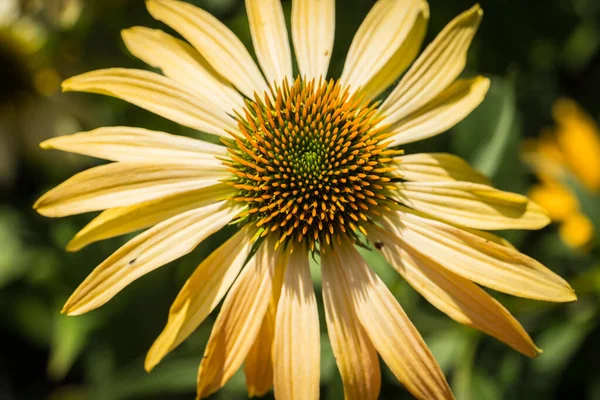 Echinacea Purpurea Fiore Dettaglio Giardino — Foto Stock