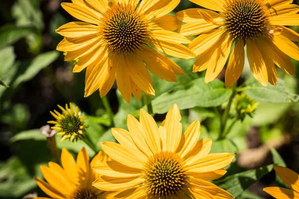 Echinacea Purpurea Fiore Dettaglio Giardino — Foto Stock