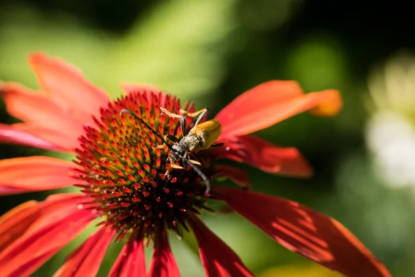 Echinacea Purpurea Flower Detail Garden Bee — Stock Photo, Image