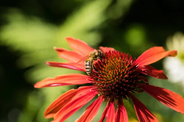 Echinacea Purpurea Flower Detail Garden Bee — Stock Photo, Image