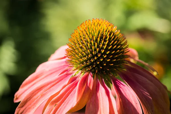 庭のエキナセア純尿素花の詳細 — ストック写真