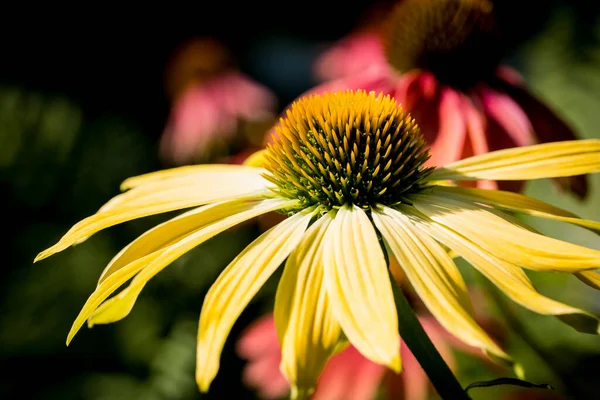 Echinacea Purpurea Kwiat Szczegółowo Ogrodzie — Zdjęcie stockowe