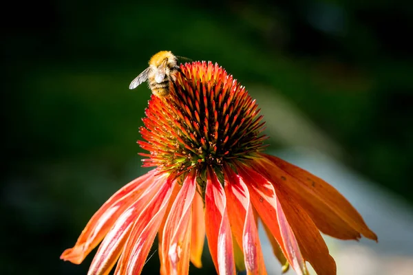 Echinacea Purpurea Flower Detail Garden Bee — Stock Photo, Image