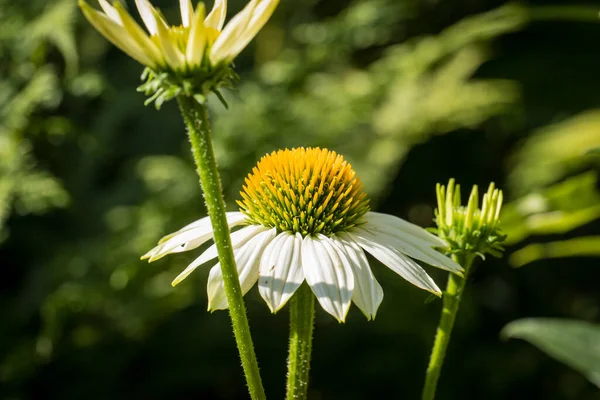 Echinacea Purpurea Fiore Dettaglio Giardino — Foto Stock