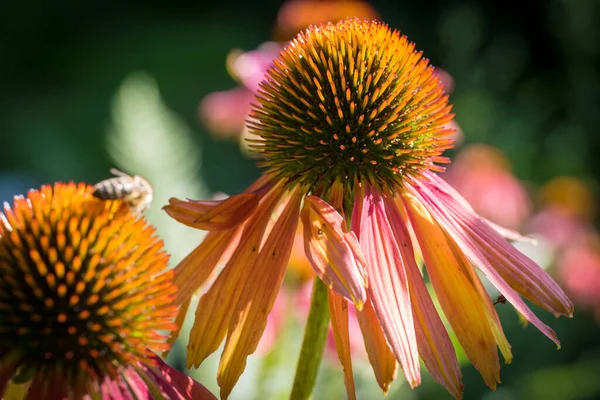 Echinacea Purpurea Virág Részlet Kertben — Stock Fotó