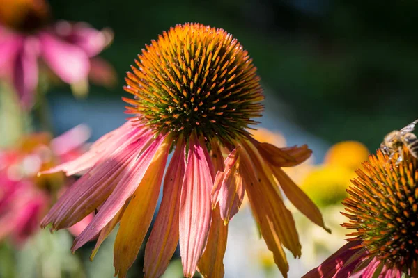 Echinacea Purpurea Fiore Dettaglio Giardino — Foto Stock