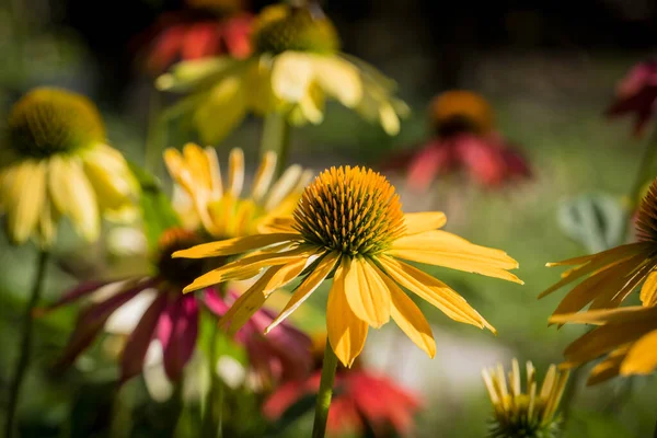 Echinacea Purpurea Fiore Dettaglio Giardino — Foto Stock