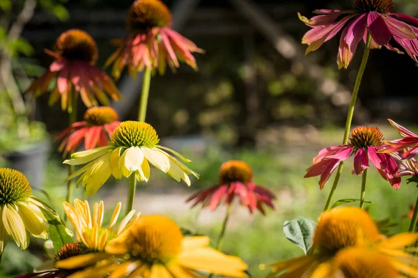 Echinacea Purpurea Květina Detail Zahradě — Stock fotografie