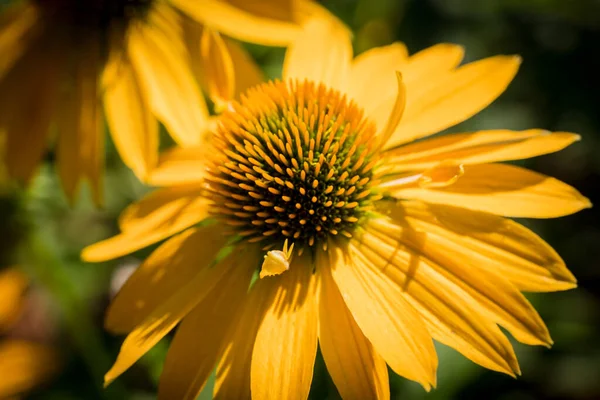 Echinacea Purpurea Květina Detail Zahradě — Stock fotografie