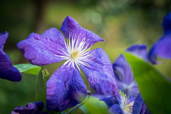 Clematis Mászó Egy Gyönyörű Virág Kertben — Stock Fotó