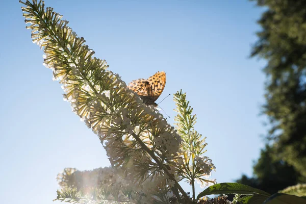 Buisson Papillons Buddleia Davidii Dans Jardin Papillon — Photo