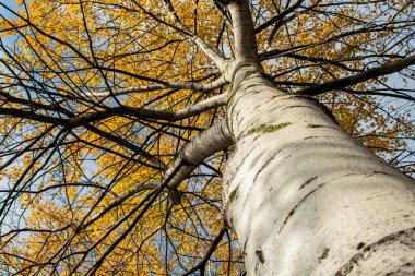 Kavak ağacının altın dalları, renkli sonbahar yaprakları. Populus tremula, ağaç tacına bak..