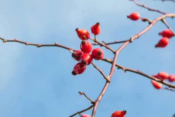 Rosa Canina Rosa Cannina Frutti Autunnali Rosa Canina — Foto Stock