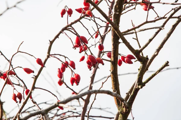 Églantier Rosa Cannina Fruits Automne Églantier — Photo