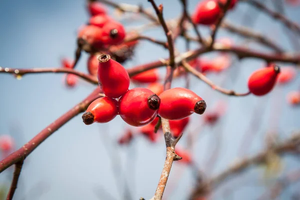 Růže Rosa Cannina Podzimní Ovoce Růžové Boky — Stock fotografie