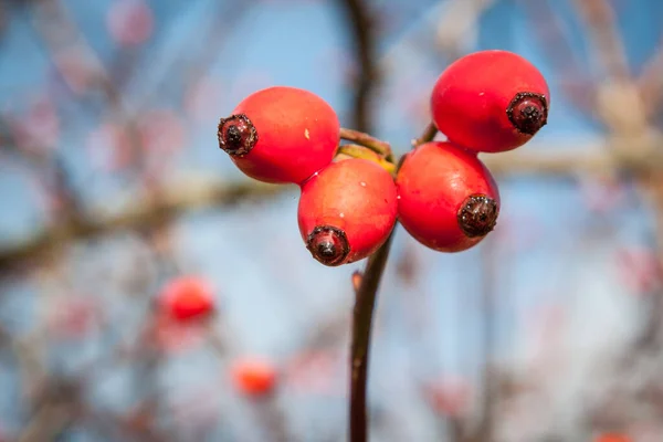 Růže Rosa Cannina Podzimní Ovoce Růžové Boky — Stock fotografie