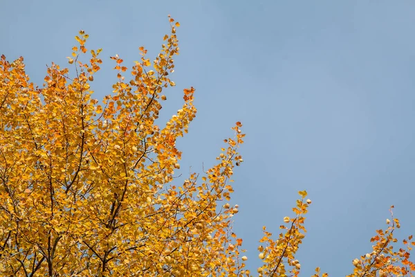 Golden Branches Poplar Colorful Autumn Leaves Populus Nigra — Stock Photo, Image