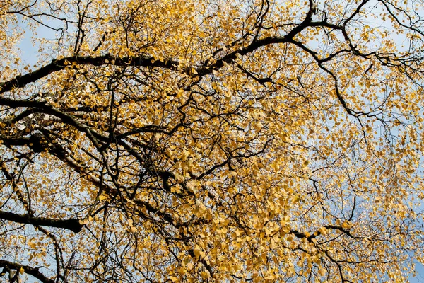 Silver Birch Betula Pendula Autumn Leaf Color — Stock Photo, Image