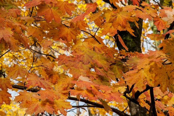 Outono Folhas Coloridas Musgo Bordo Acer Platanoides Dia Ensolarado — Fotografia de Stock