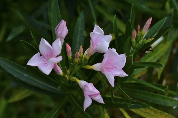 粉红色的花是美丽的大自然 在房子前面的植物盆 — 图库照片