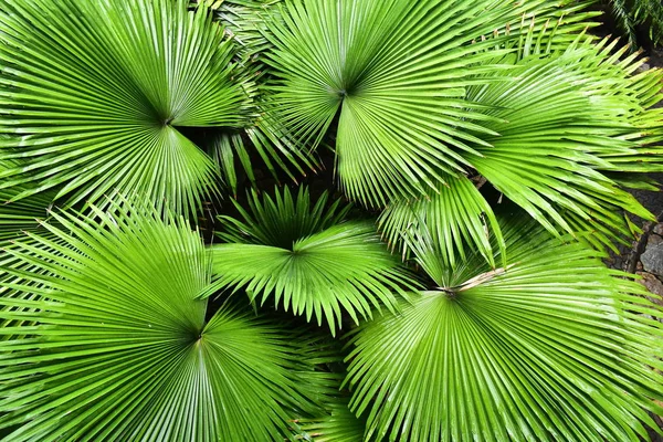Природные Зеленые Листья Цветочные Сады Красивые Освежающие Спокойный День — стоковое фото