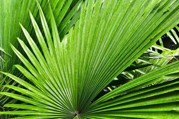 Natural Green Leaves Flower Gardens Beautiful Refreshing Relaxing Day — Stock Photo, Image