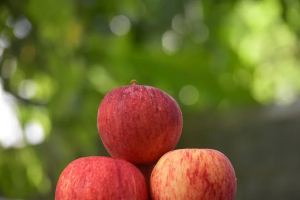 Fraîche Belle Délicieuse Pomme Croustillante Que Les Gens Aiment Manger — Photo