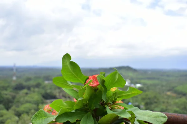 Crown Thomsplanted Pots Start Bloom Color Looks Beautiful Happy Refreshing — Stock Photo, Image