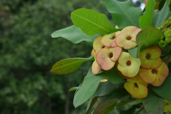 Kroon Van Thomsplanted Potten Beginnen Bloeien Dan Kleur Ziet Mooi — Stockfoto