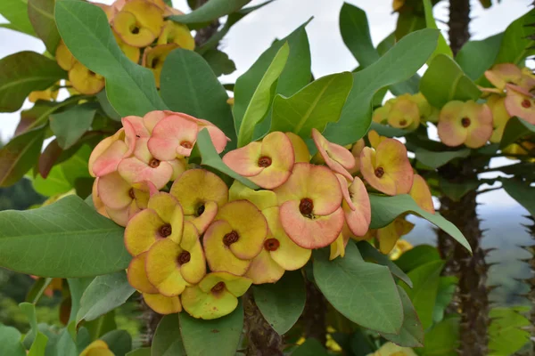 Kroon Van Thomsplanted Potten Beginnen Bloeien Dan Kleur Ziet Mooi — Stockfoto