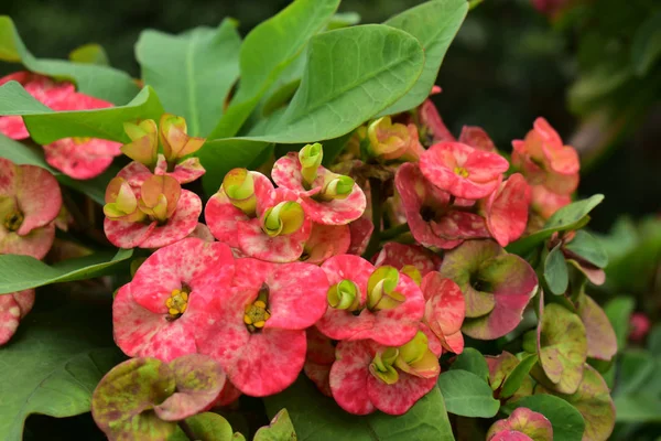 Crown of thomsPlanted in pots, start to bloom, then the color looks beautiful, happy and refreshing.